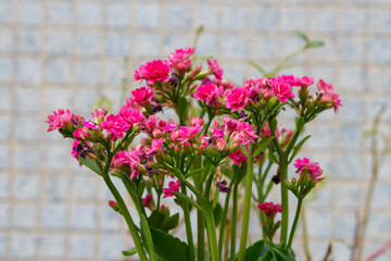 plant known as eleven o'clock in a garden in Rio de Janeiro, Brazil.