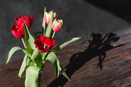 Red tulips flowers in glass vases on paste dark sunlit background with shadows. Nature concept. Minimal style. Flowers scarlet tulips as a gift