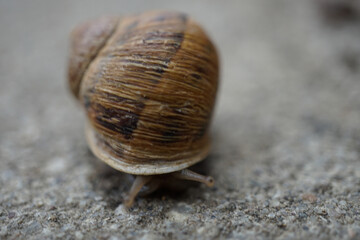 close up of a snail