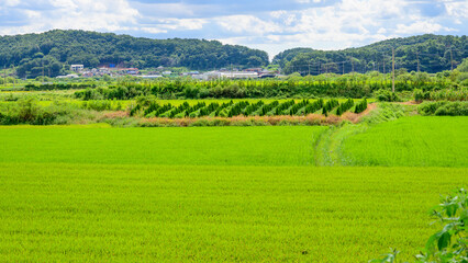 Fototapeta na wymiar Korean traditional rice farming. Rice farming landscape in autumn. Rice field and the sky in, Gimpo-si, Gyeonggi-do,Republic of Korea.