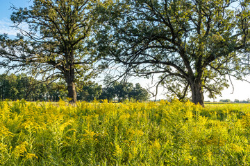 A natural area with goldenrod and swamp white oak trees on a sunny day in the autumn. - obrazy, fototapety, plakaty