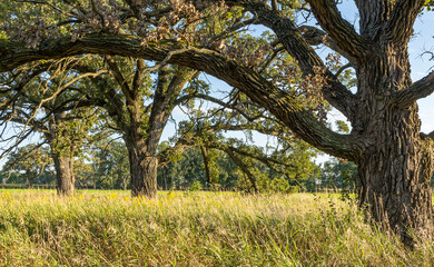A natural meadow and three large swamp white oak trees in the autumn. - obrazy, fototapety, plakaty