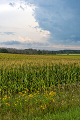 A vertical shot of a corn field and farmland with dark storm clouds in the distance and yellow ditch flowers in the foreground.