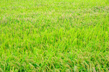 Korean traditional rice farming. Rice farming landscape in autumn. Rice field and the sky in, Gimpo-si, Gyeonggi-do,Republic of Korea.