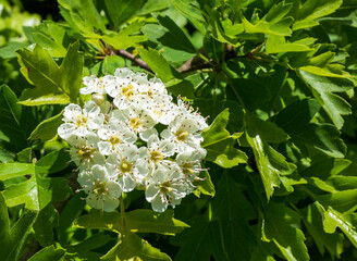 white flowers of horse chestnut in nature in a natural habitat.