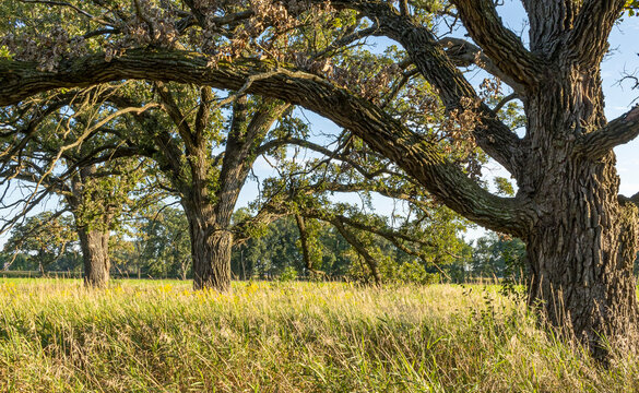 A natural meadow and three large swamp white oak trees in the autumn.