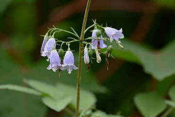 Japanese lady bell ( Adenophora triphylla ) flowers.
Campanulaceae perennial plants. Light purple florets bloom from August to October. The root contains inulin and is a nourishing wild vegetable.