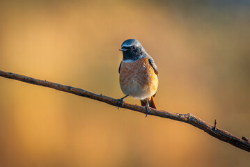 redstart, perched on a branch, warm background