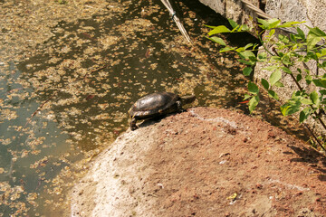 River turtle in the habitat. Turtle in the water and basking on the rocks.