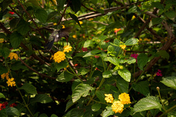 Hummingbird feeding on a yellow flower