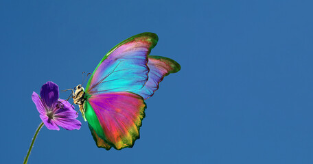 colorful tropical morpho butterfly on purple flower against blue sky. copy space