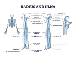 Radius and ulna bone anatomy with arm skeletal structure outline diagram. Labeled educational scheme with upper body parts and hand long bones vector illustration. Detailed physiological description. - obrazy, fototapety, plakaty