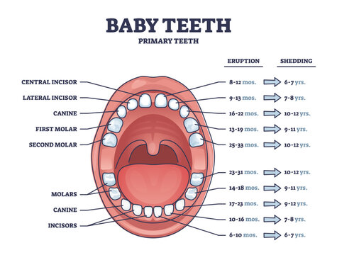 Baby teeth with primary tooth eruption and shedding time outline diagram. Labeled educational scheme with open mouth and dental incisor, canine and molar location vector illustration. Child medicine.