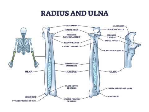 Radius and ulna bone anatomy with arm skeletal structure outline diagram. Labeled educational scheme with upper body parts and hand long bones vector illustration. Detailed physiological description.