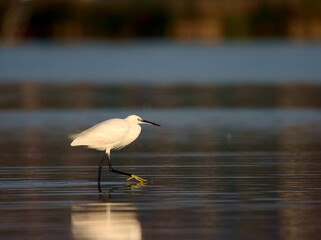 Great egret bird