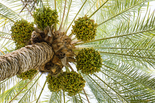 Dates fruit on palm tree