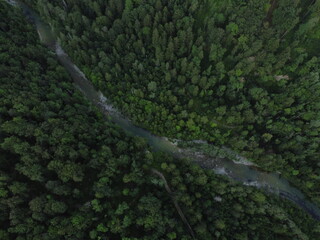 River in the middle of the forest another colore