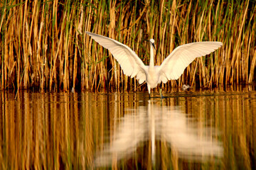 Great egret white bird