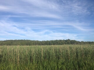 grass and sky