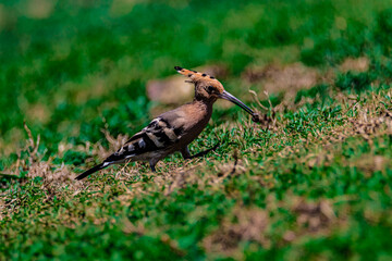 bird hoopoe on the grass	
