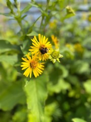 yellow flowers in the garden