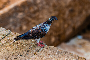 wild pigeon on a rock