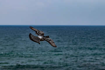 a wild pigeon flies over the sea
