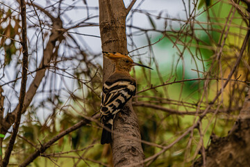 Fototapeta premium bird hoopoe on the tree 