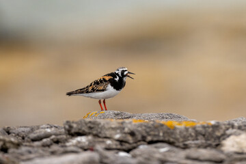 Ruddy turnstone (Arenaria interpres) on. a rock