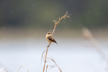 Sedge warbler on a straw