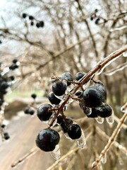 currant berries
