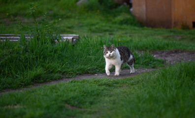 Naklejka na ściany i meble street striped gray-white large cat walks along the path and looks into the camera, summer day