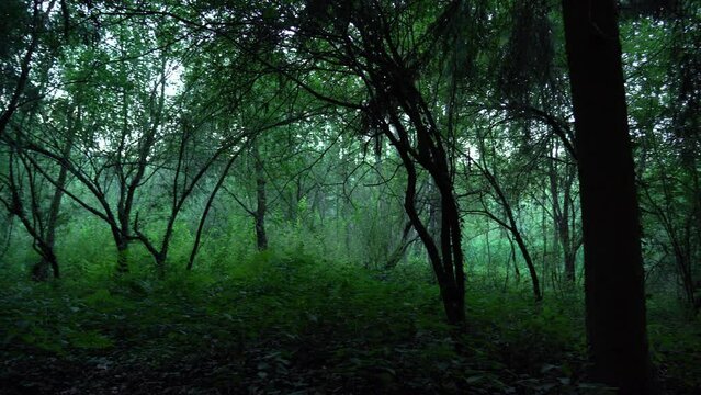 La profundidad salvaje de un bosque de vegetaci&oacute;n con un r&iacute;o.