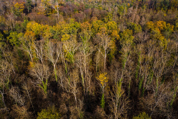 Aerial view of a forest with individual dead trees in the German mixed forest in autumn sunlight