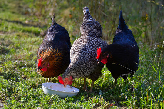 Three free running chicken of different breeds, eating some grain from a bowl