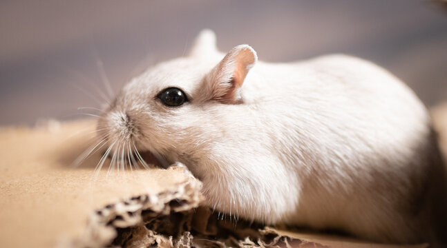 Gerbil Eating Cardboard