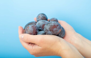Close-up of women's hands holding a handful of ripe plums in their palms. Selective focus, blue...