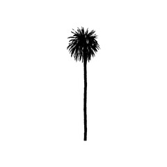 Palm tree vector eps 10, black silhouette isolated on white background. Tall tree tourism concept illustration, redacted document.