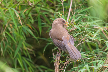 Great parrotbill (Conostoma aemodium) at Senchal Wildlife Sanctuary, Darjeeling, India