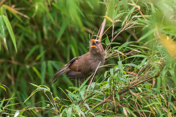 Great parrotbill (Conostoma aemodium) at Senchal Wildlife Sanctuary, Darjeeling, India