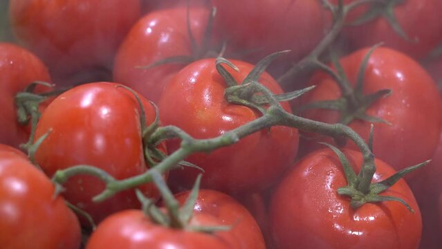 grupo de tomates rojos en rama con nebulizador para mantenerlos frescos.