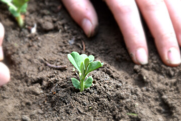 hands around a plant seedling
