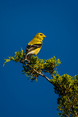 An American Goldfinch  bird on a branch of pine tree 
