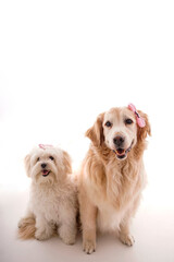 maltese terrier and golden retriever two different dog on white background