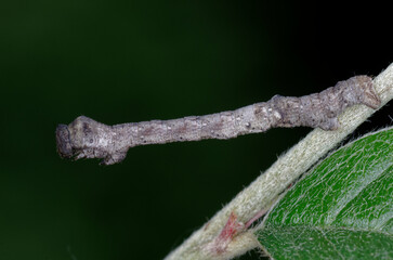 Une chenille de géommètre mimant une brindille