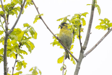 A small Eurasian siskin perched on a Oak branch with fresh leaves on a spring day in Estonia