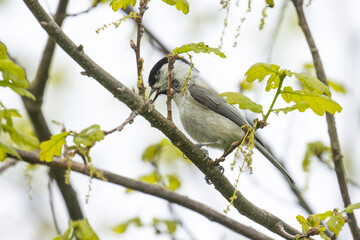A small Willow tit, Poecile montanus searching for food from an Oak tree during a spring evening in Estonia