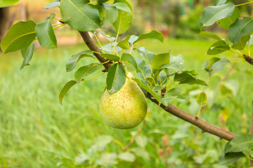Close-up of a pear tree with fruits in a farm garden. Ripe pears. Several ripe pears on a tree branch