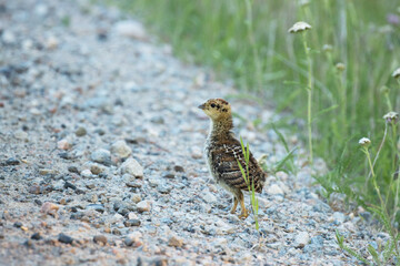 A small Western capercaillie chick walking on a rural road in summery Northern Finland