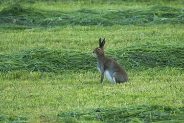 A lonely Mountain hare, Lepus timidus on a field with freshly cut hay. Shot on a summer morning in Finland